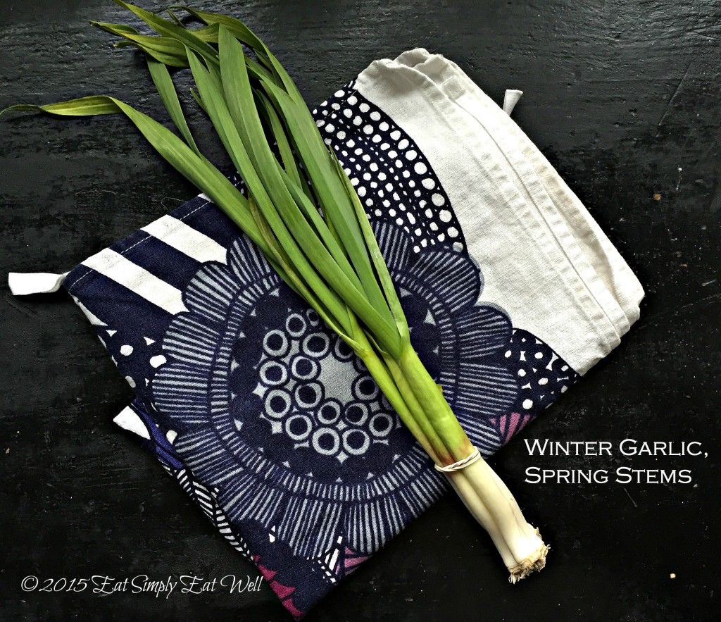 winter-garlic-spring-stems_13May2015