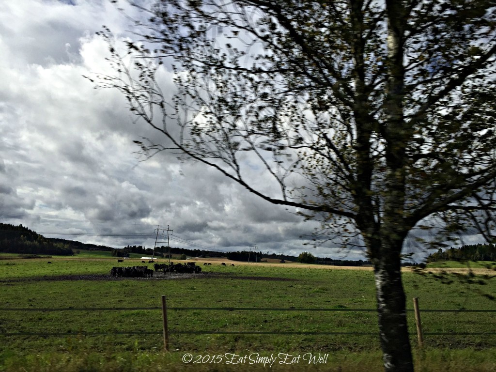 Gardskulla_cows_2_20150929